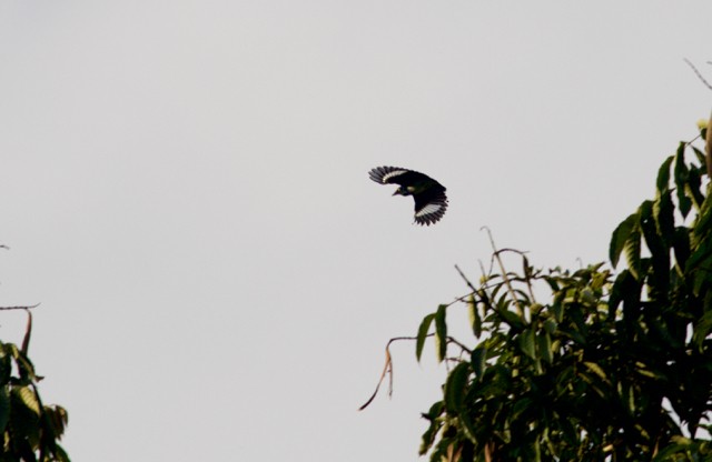 Black-and-white Shrike-flycatcher - Gary Brunvoll