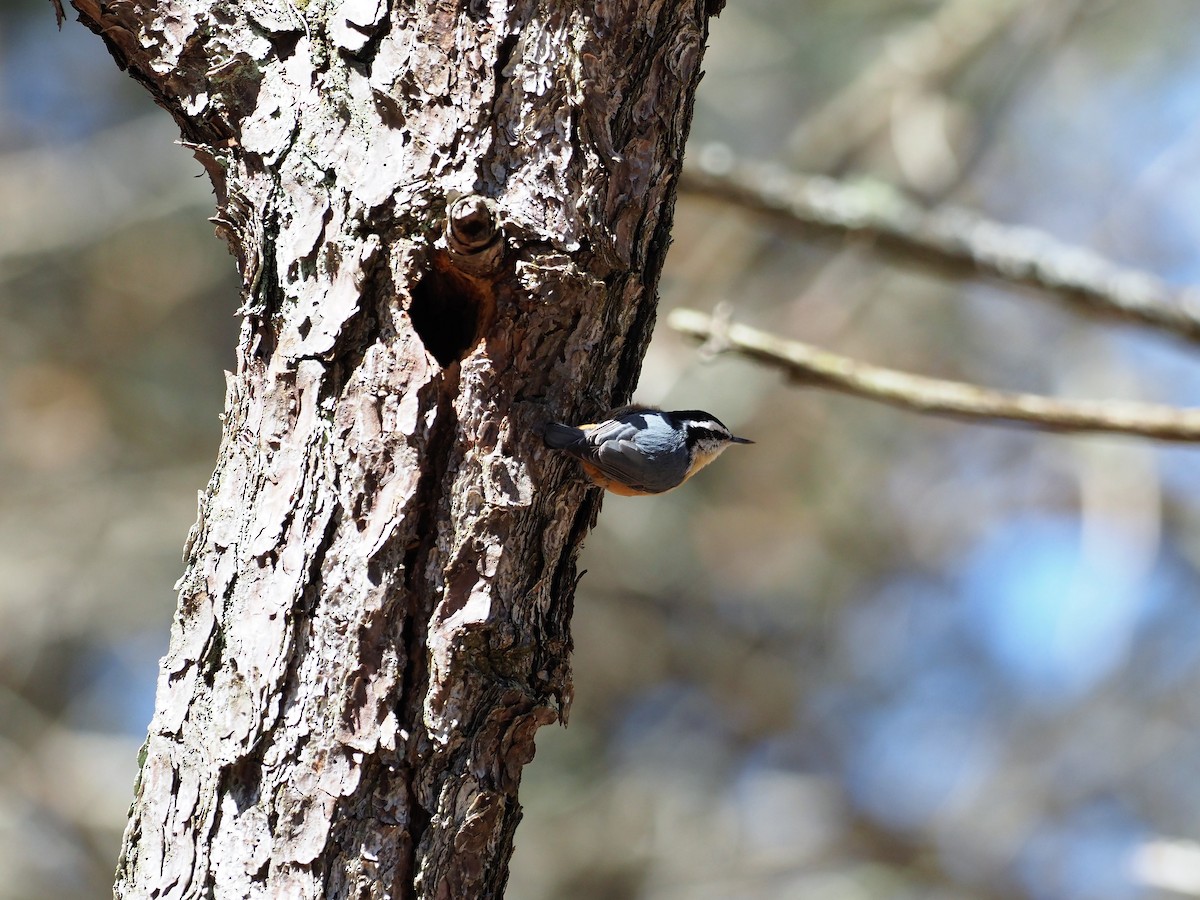 Red-breasted Nuthatch - Gordon Smith