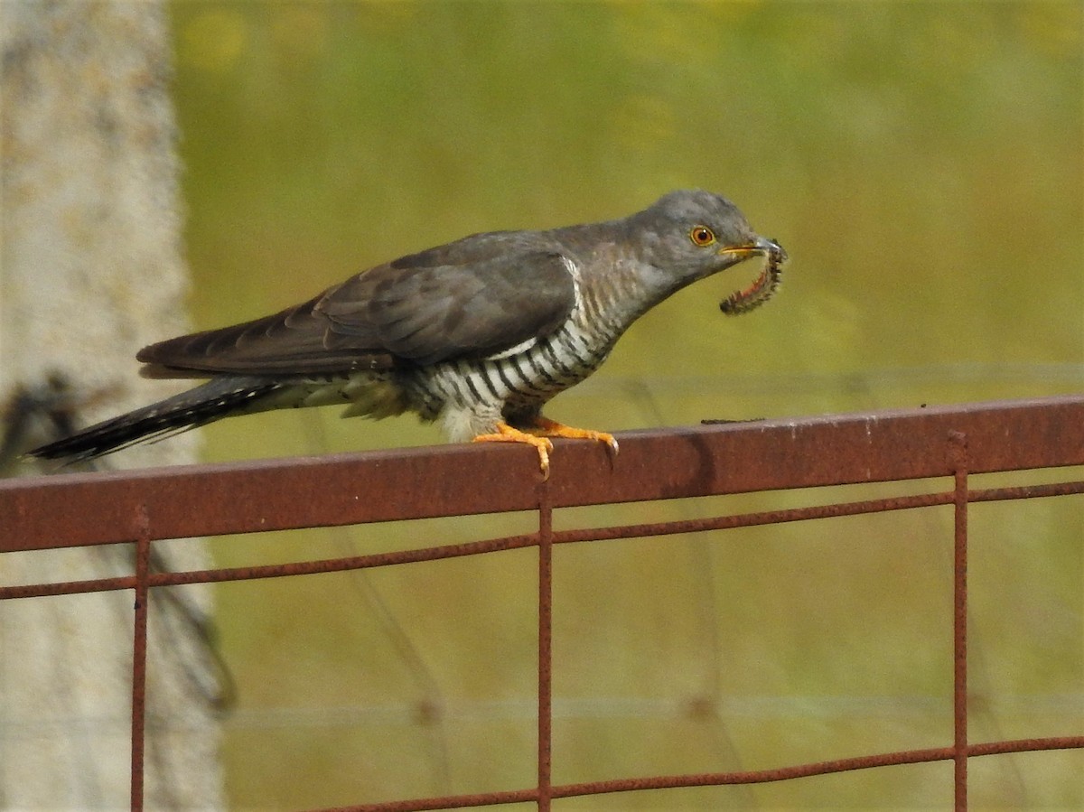 Common Cuckoo - ML95894911