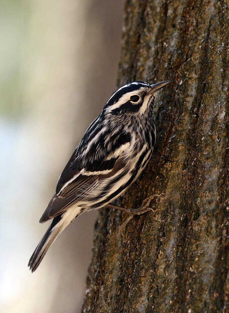 Black-and-white Warbler - Cathy Sheeter
