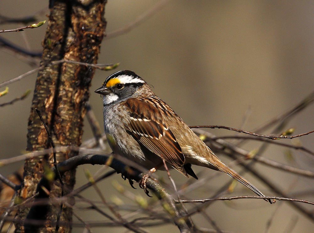White-throated Sparrow - ML95895211