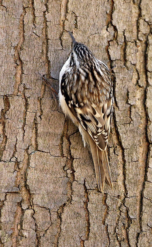 Brown Creeper - Cathy Sheeter
