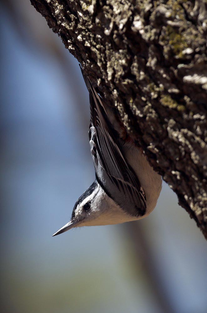 White-breasted Nuthatch (Eastern) - Cathy Sheeter