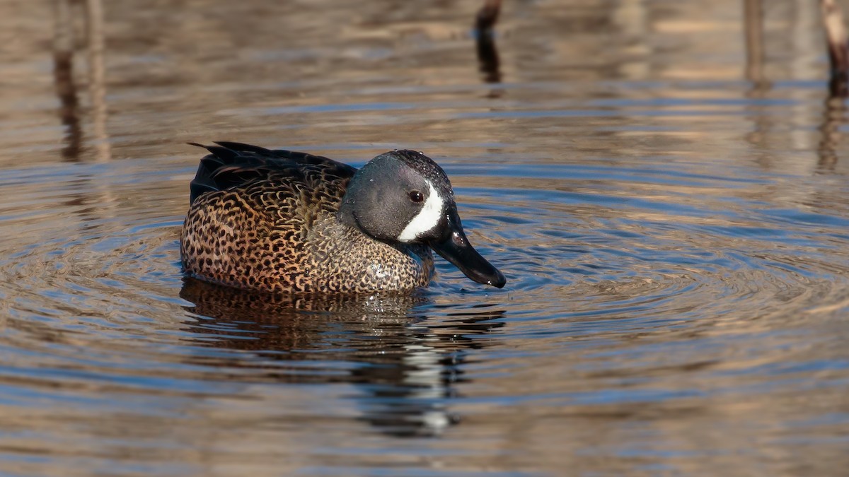 Blue-winged Teal - ML95895921