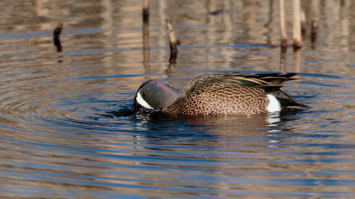Blue-winged Teal - ML95895951