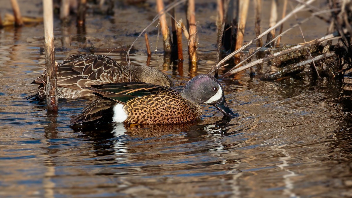Blue-winged Teal - ML95895991