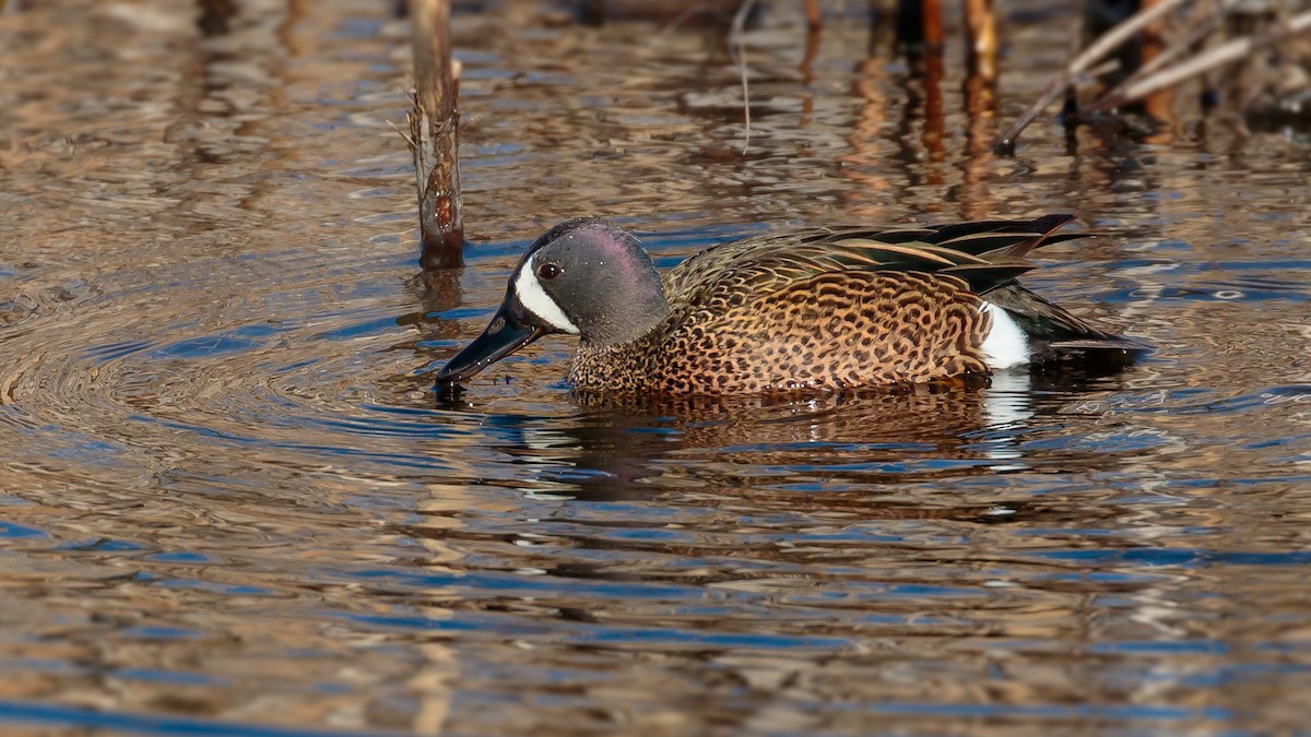 Blue-winged Teal - ML95896001