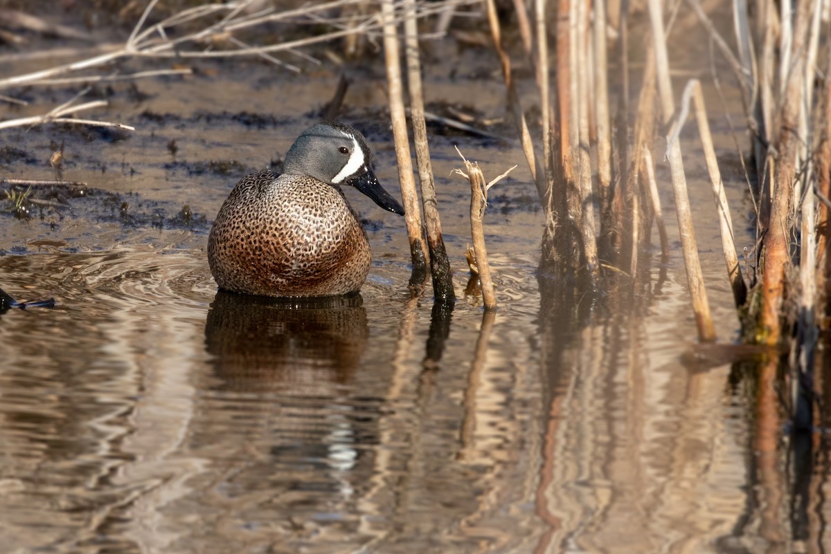 Blue-winged Teal - ML95896011