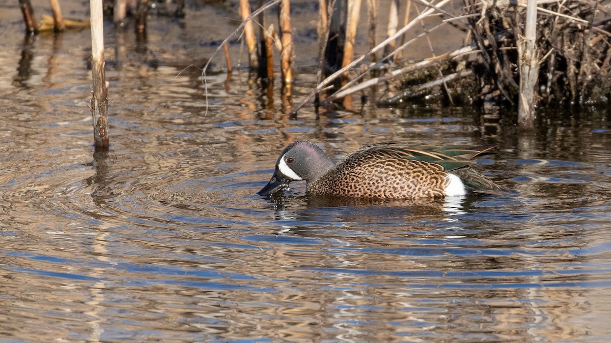 Blue-winged Teal - ML95896021