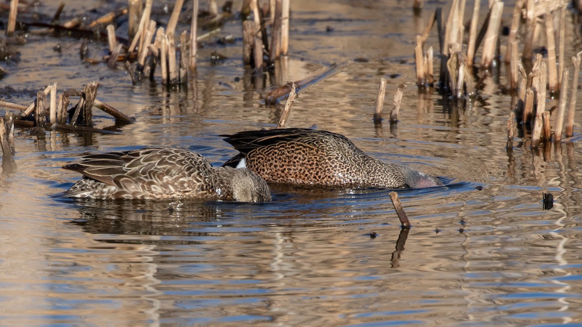 Blue-winged Teal - ML95896051