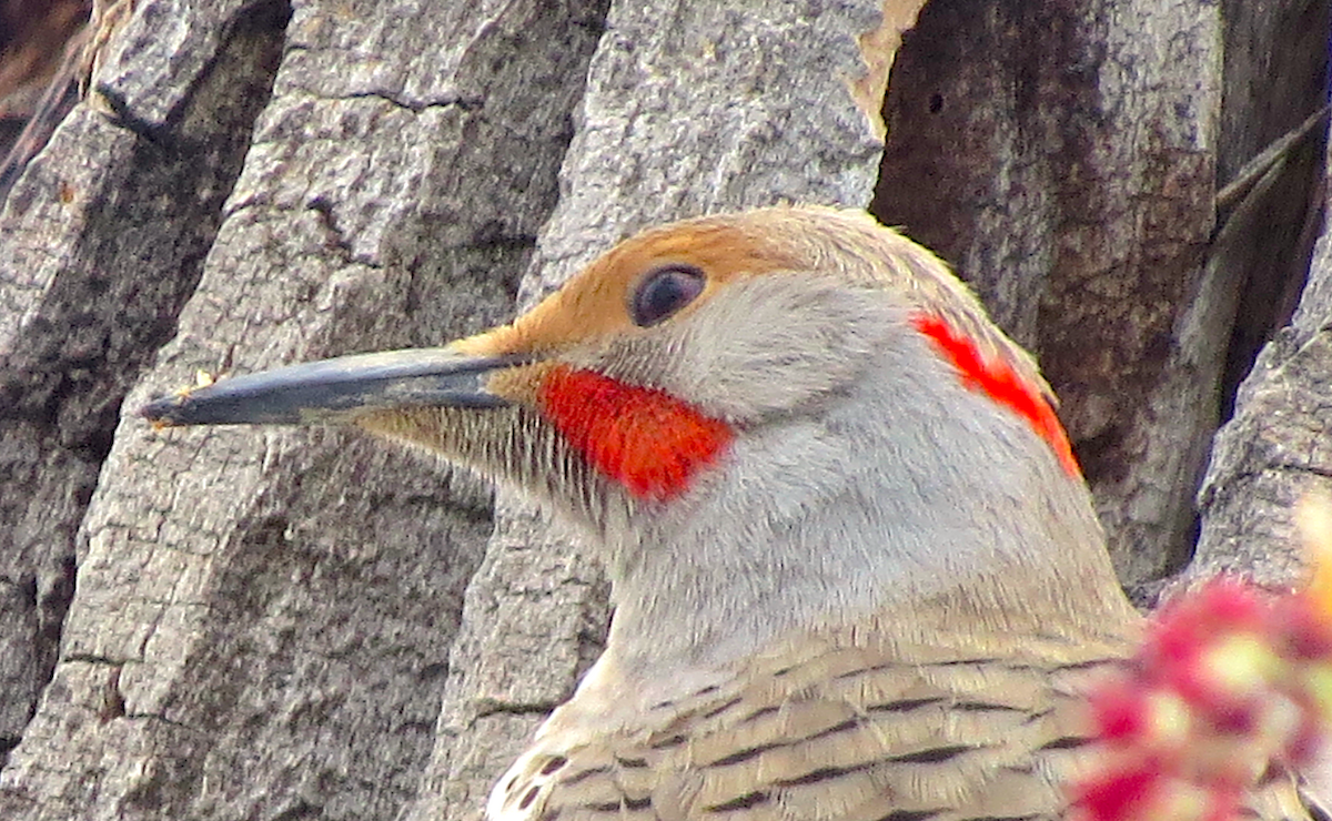 Northern Flicker (Yellow-shafted x Red-shafted) - ML95897391