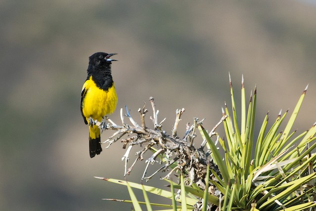 Scott's Oriole