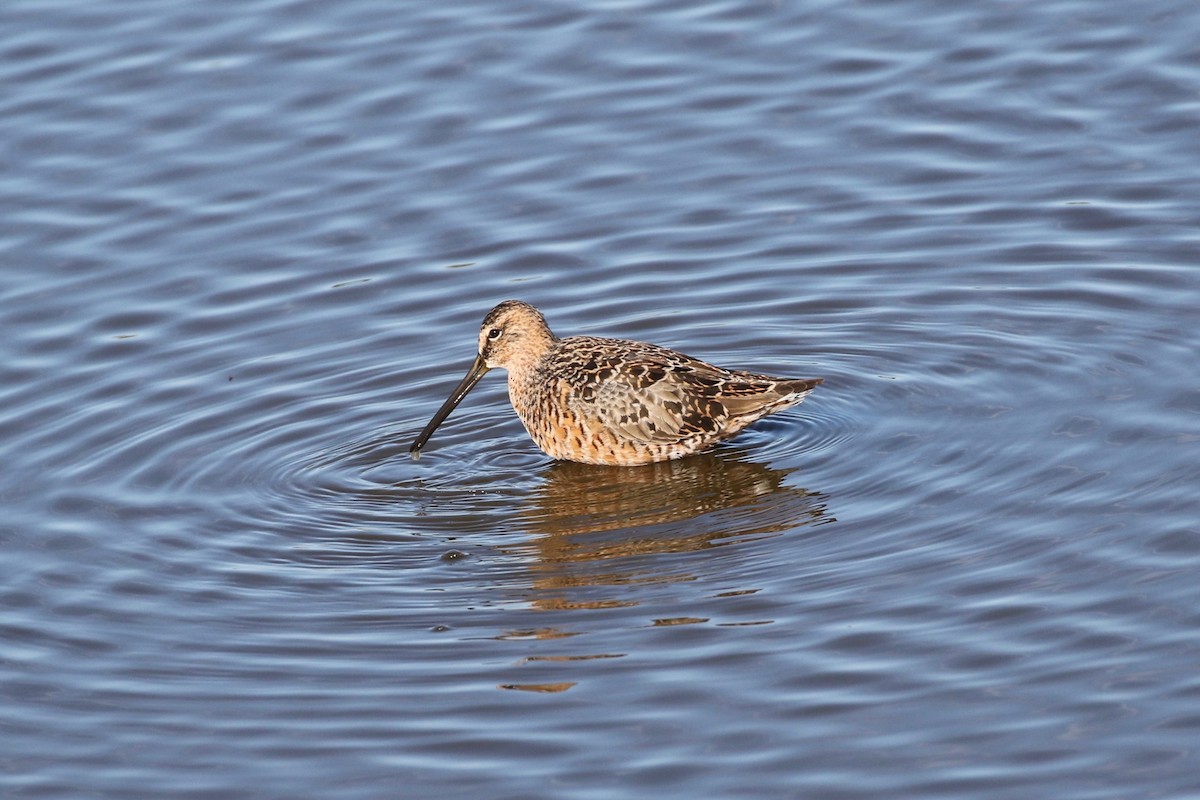 Long-billed Dowitcher - ML95899841