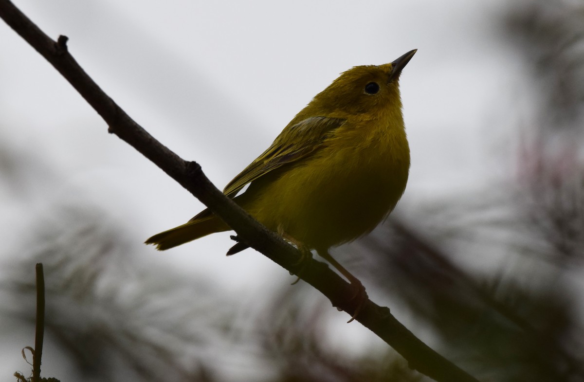 Yellow Warbler - ML95901081