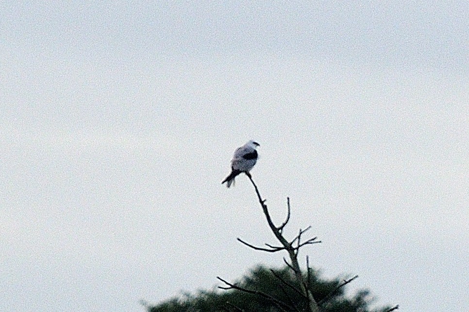White-tailed Kite - ML95904821