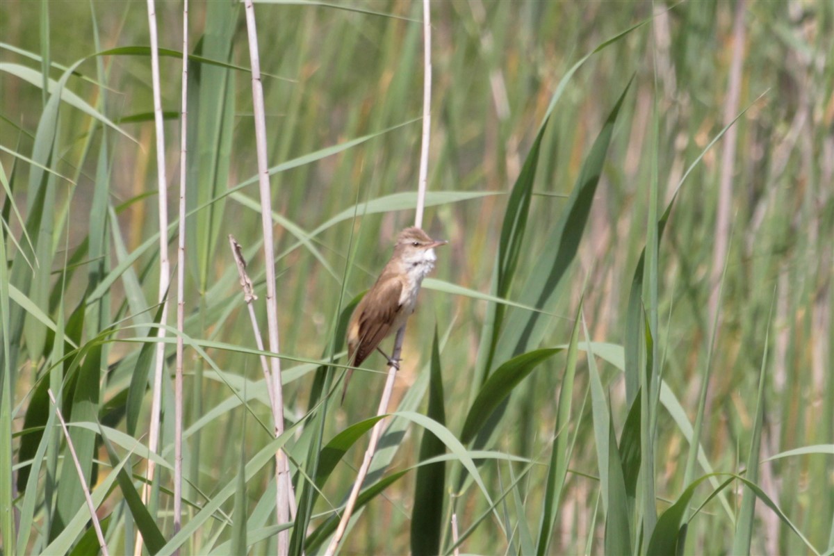 Great Reed Warbler - Salih MALAKCIOGLU