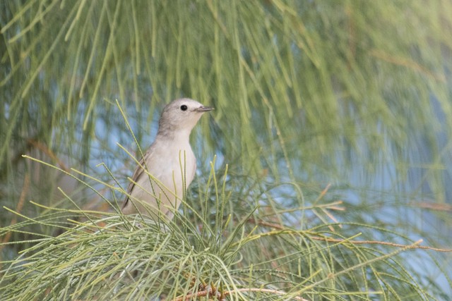 Lucy's Warbler