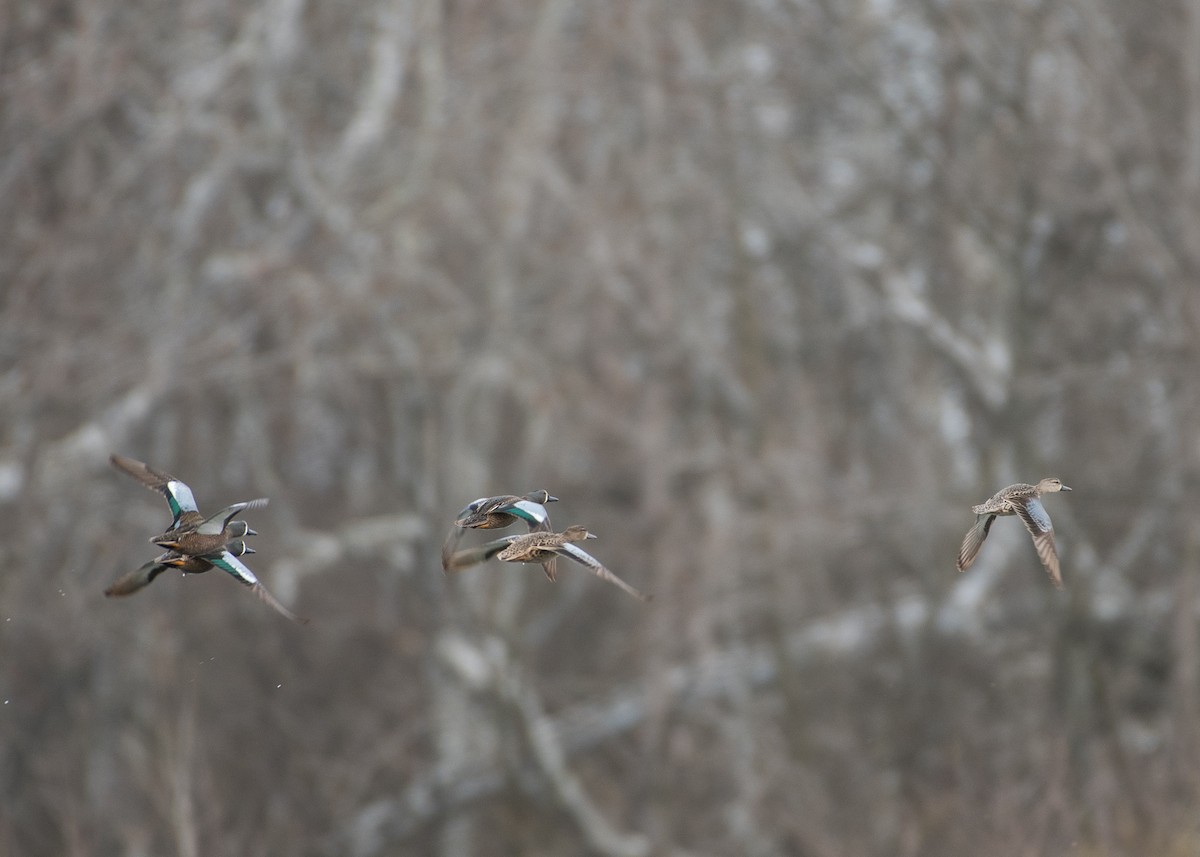 Blue-winged Teal - ML95906271