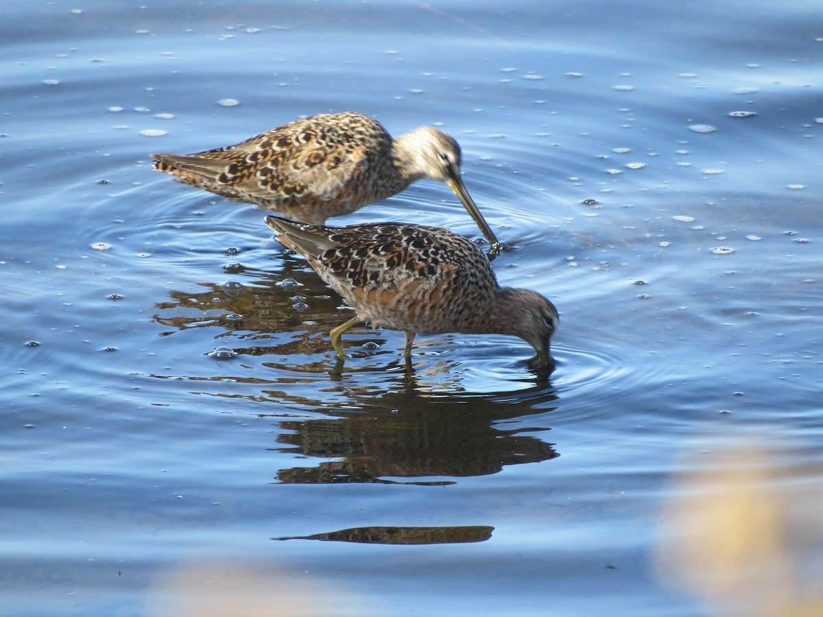 Long-billed Dowitcher - ML95907001