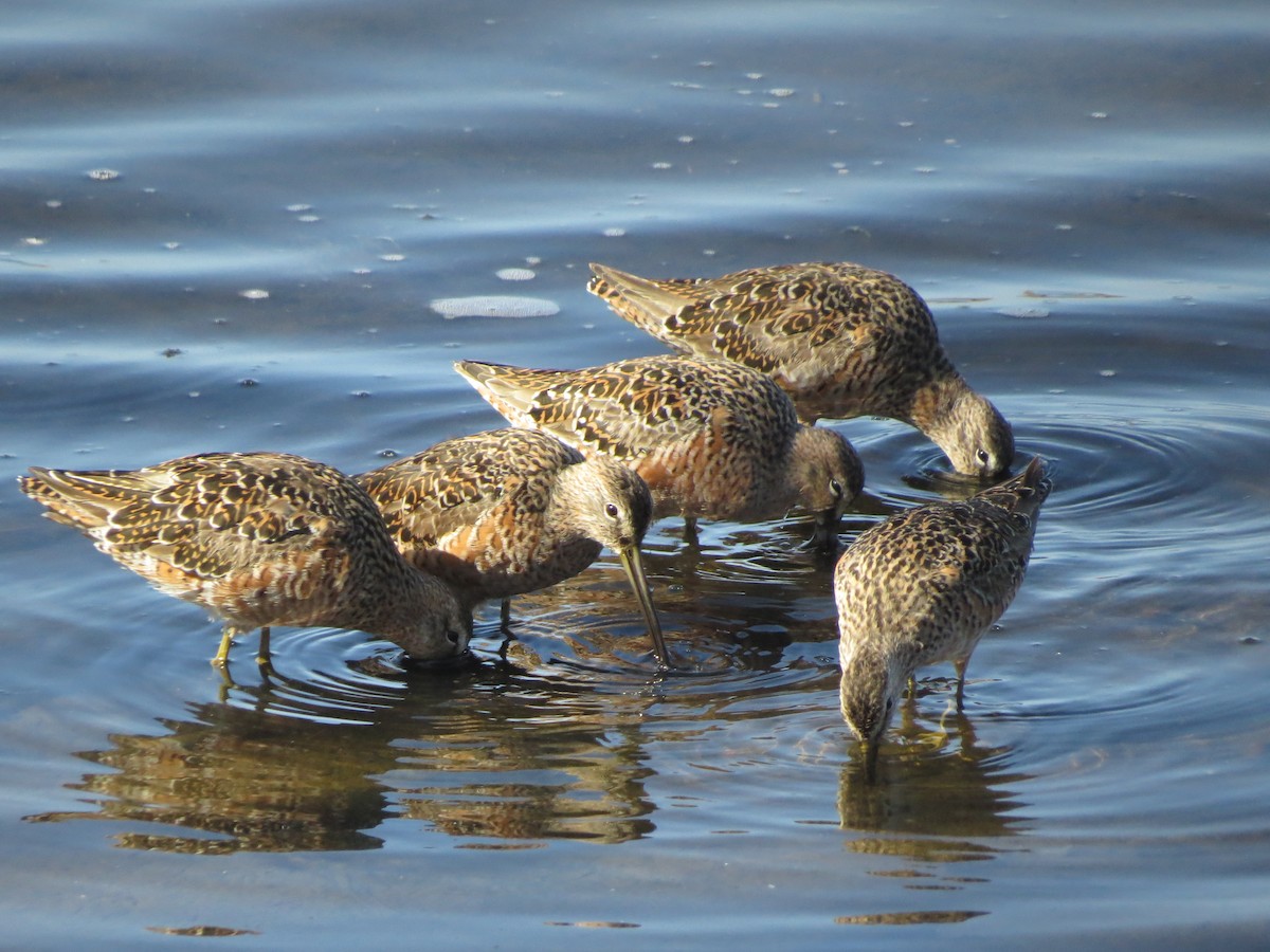 Long-billed Dowitcher - ML95907031