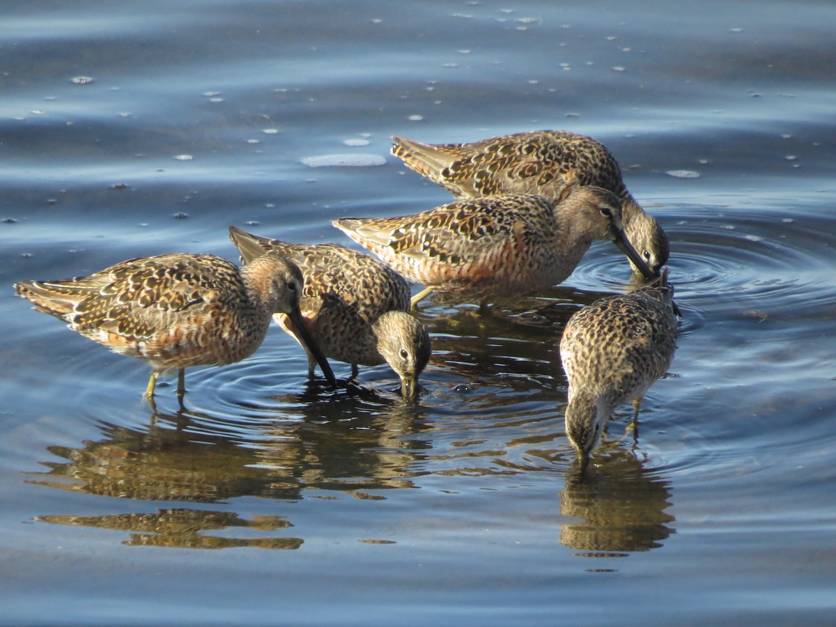 Long-billed Dowitcher - ML95907071