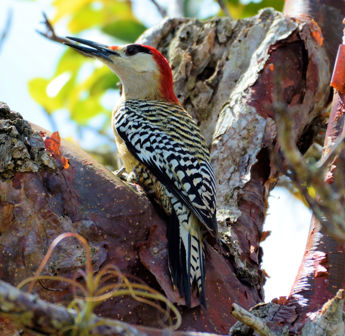 West Indian Woodpecker - ML95908011