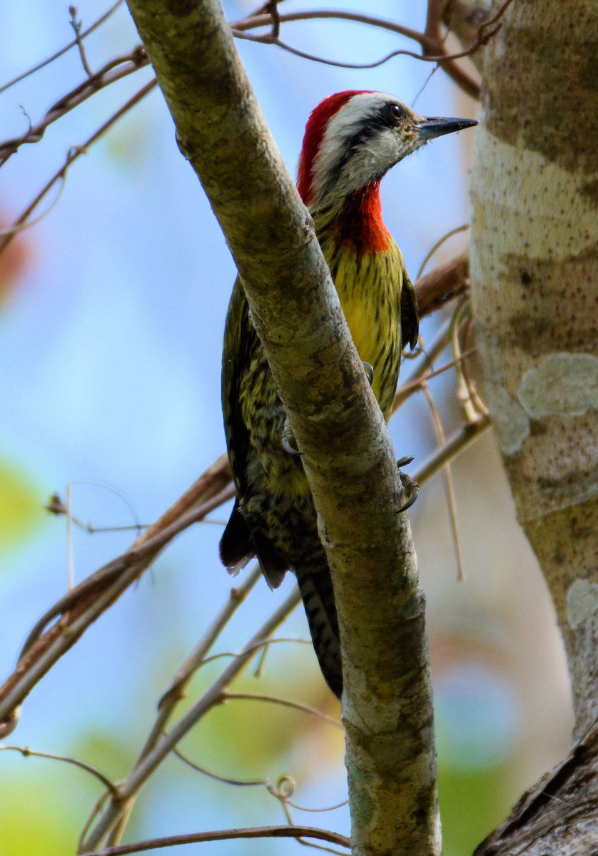 Cuban Green Woodpecker - ML95908361
