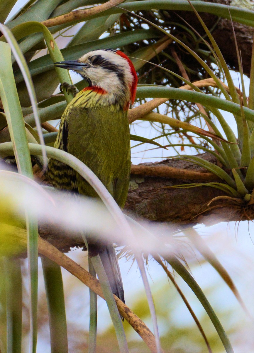 Cuban Green Woodpecker - Kenneth Butler