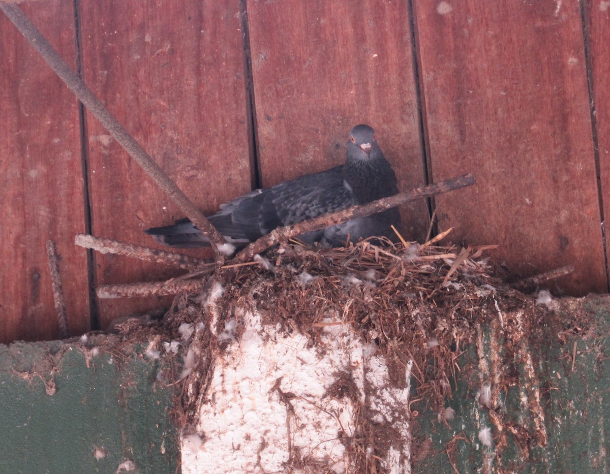 Rock Pigeon (Feral Pigeon) - ML95911281