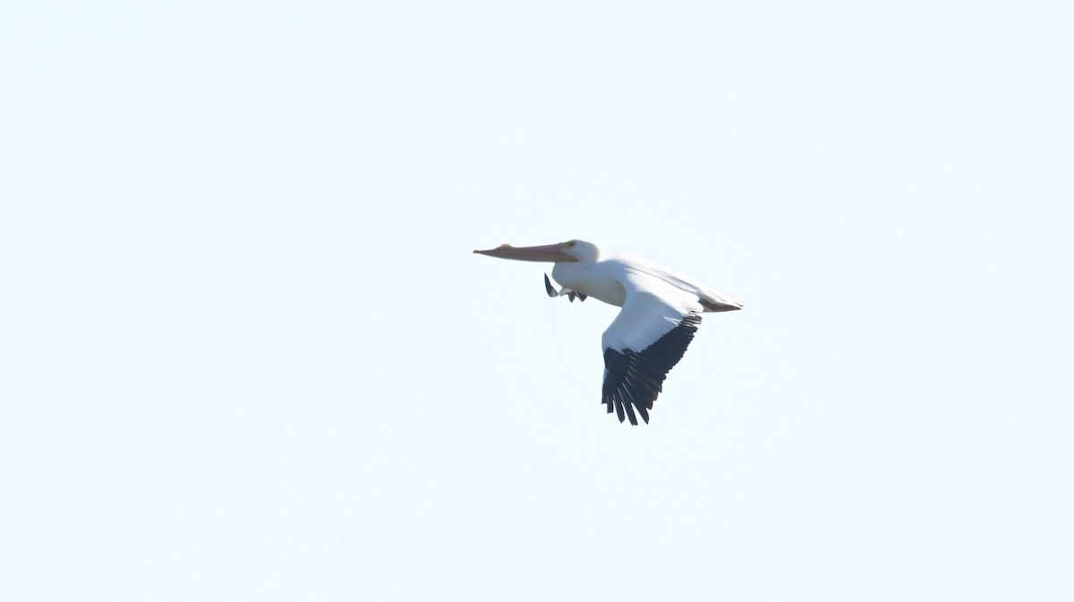 American White Pelican - ML95912791