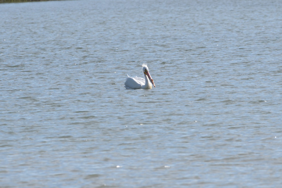 American White Pelican - ML95912831