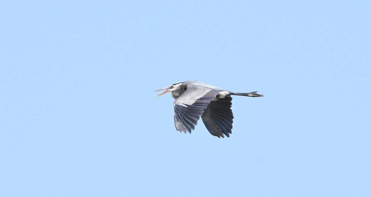 Great Blue Heron - ML95914171