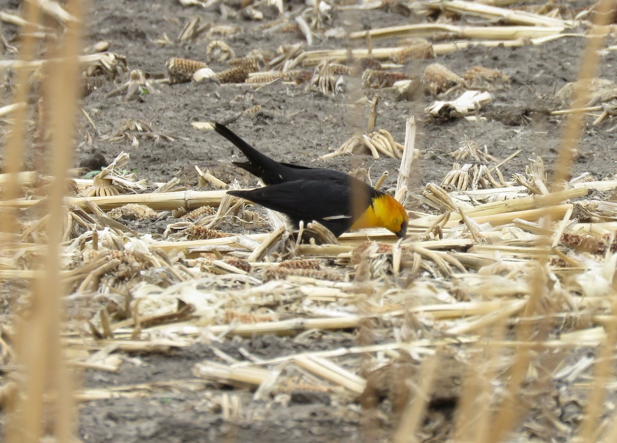 Yellow-headed Blackbird - Esa Jarvi