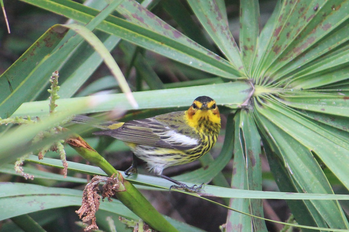 Cape May Warbler - ML95914401