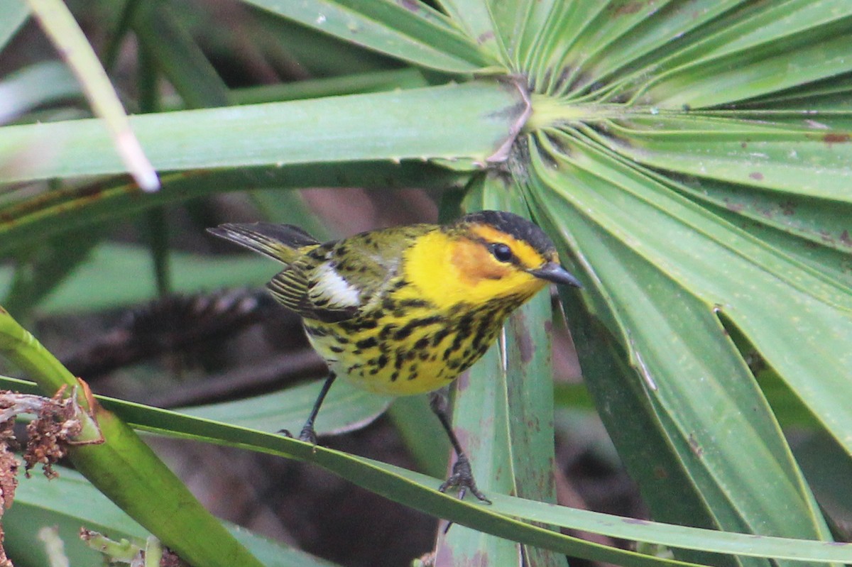 Cape May Warbler - ML95914431
