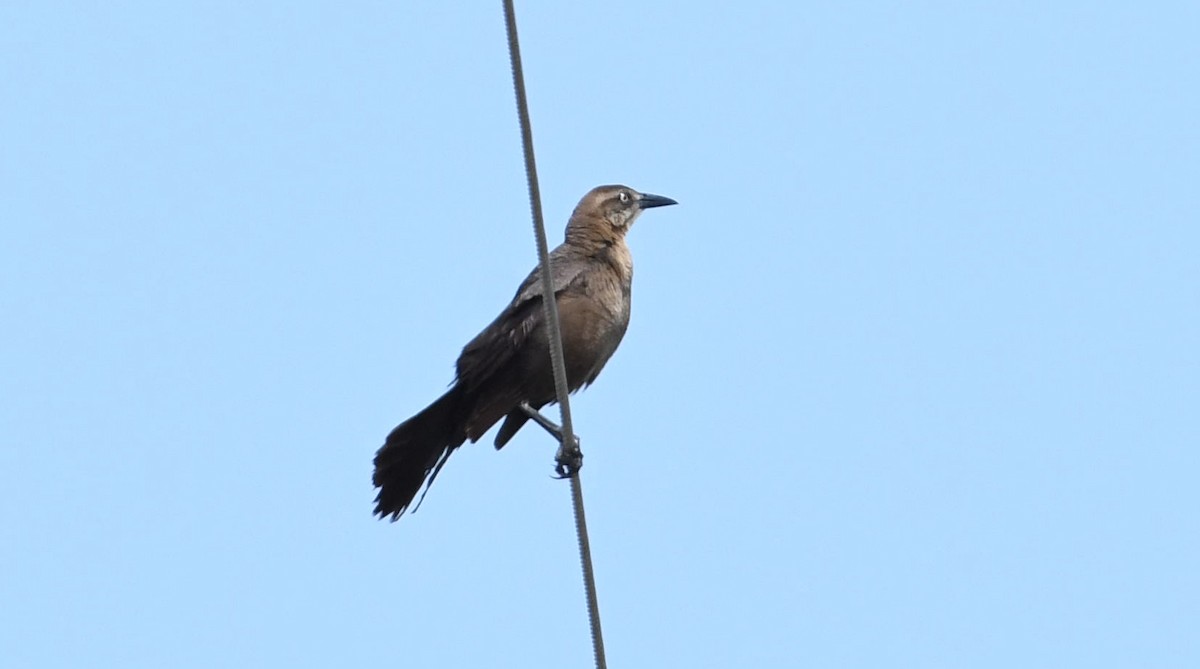 Great-tailed Grackle - ML95914601