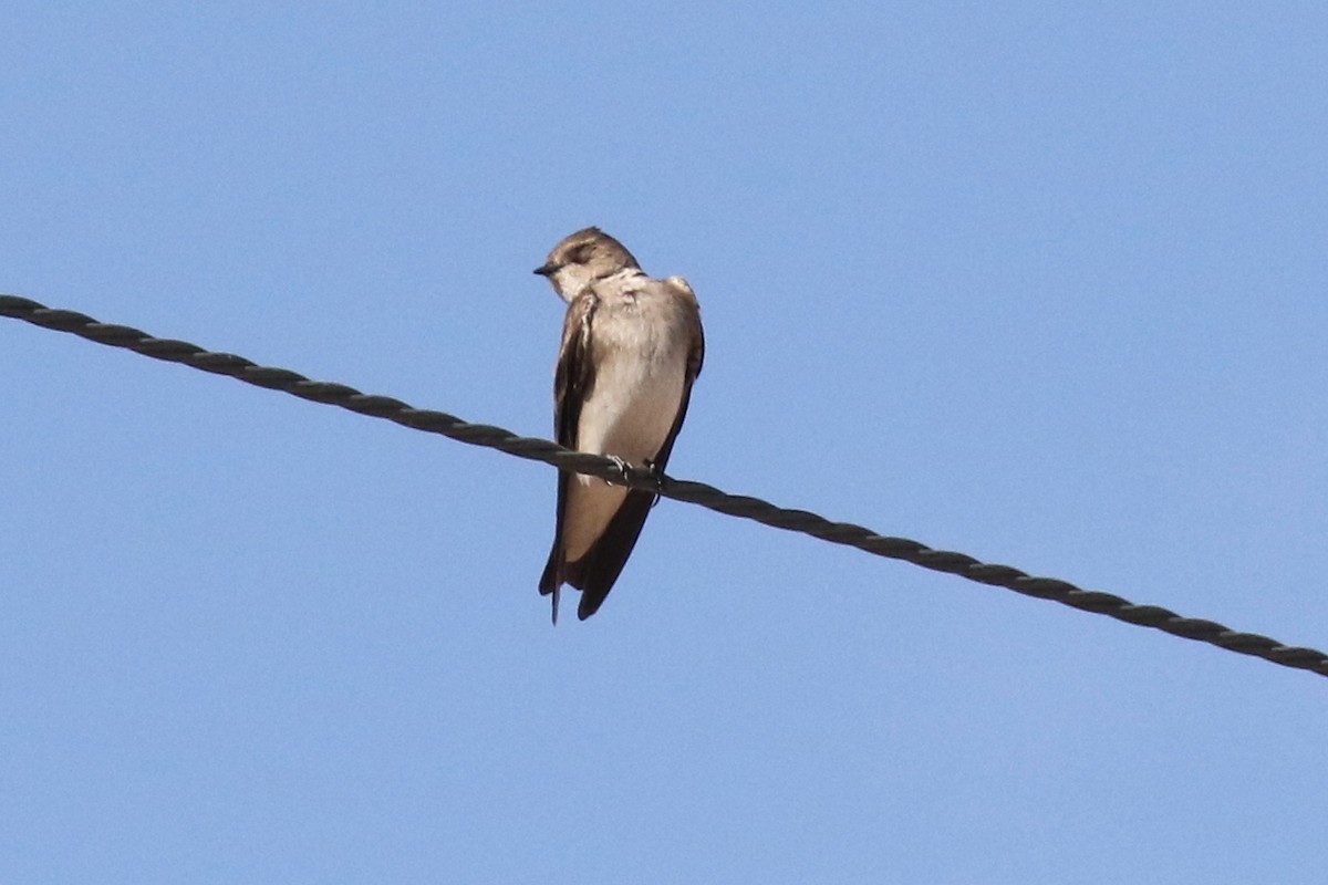Northern Rough-winged Swallow - Lindsay Story