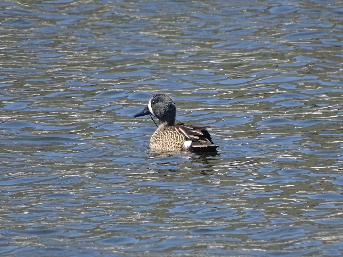 Blue-winged Teal - ML95916381