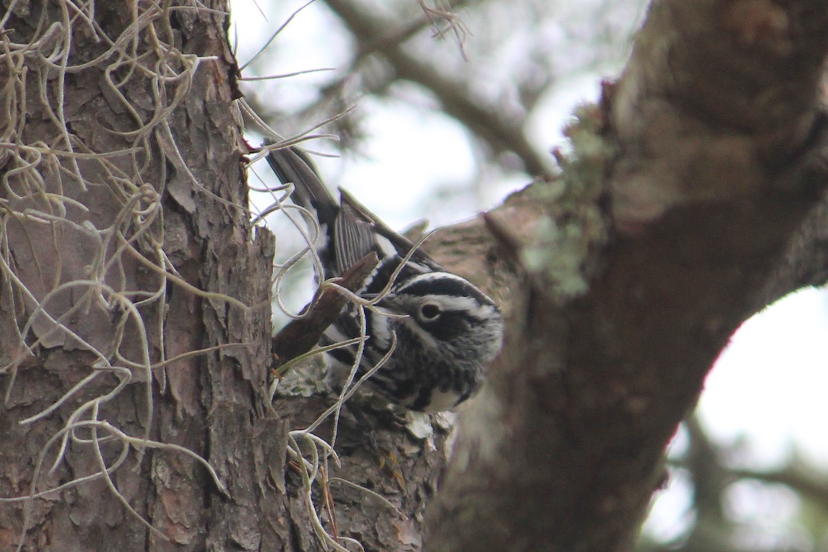 Black-and-white Warbler - ML95920971