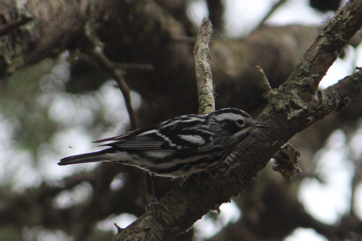 Black-and-white Warbler - ML95921031