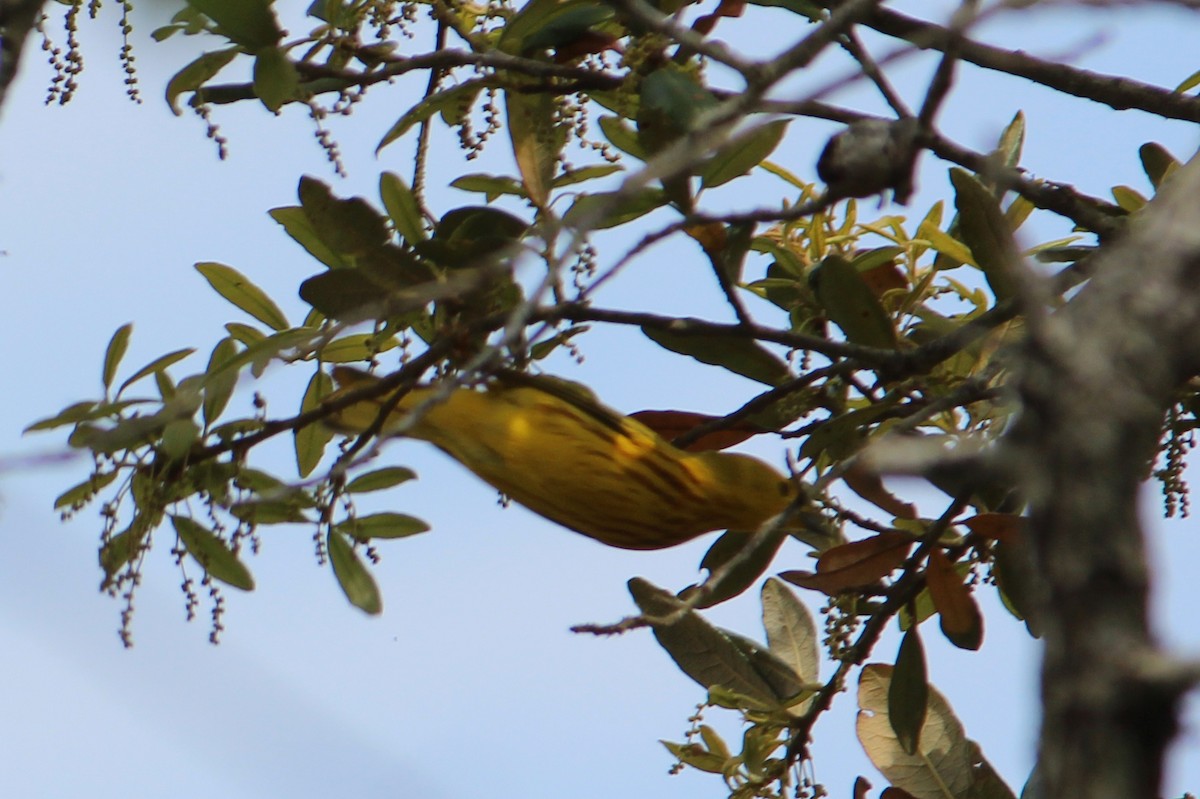 Yellow Warbler - ML95921201