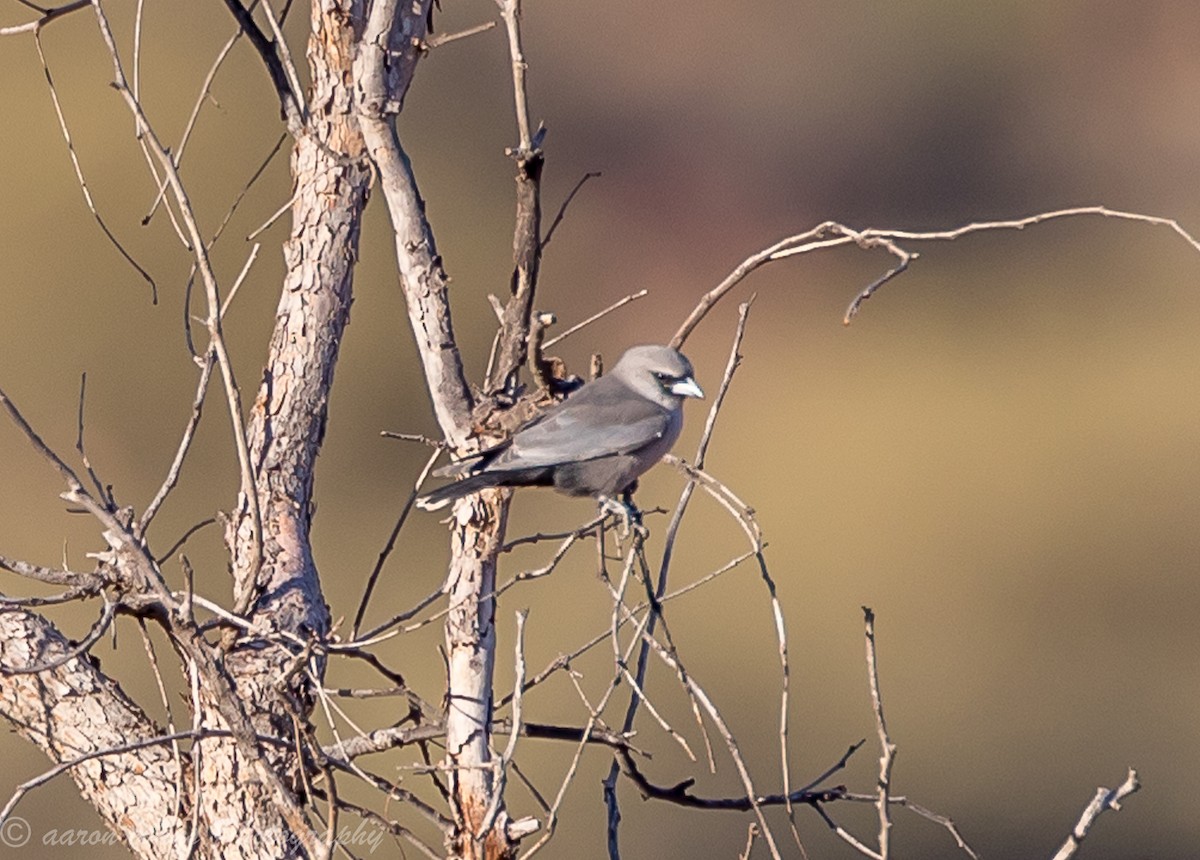 Black-faced Woodswallow - aaron evans
