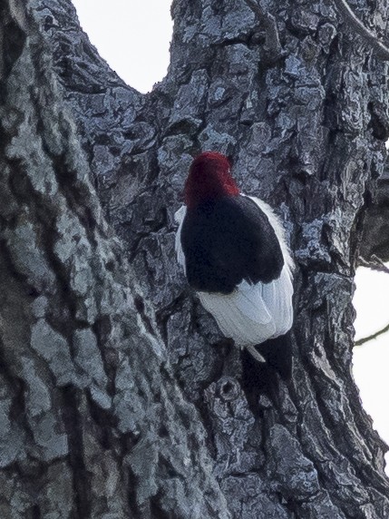 Red-headed Woodpecker - ML95924631