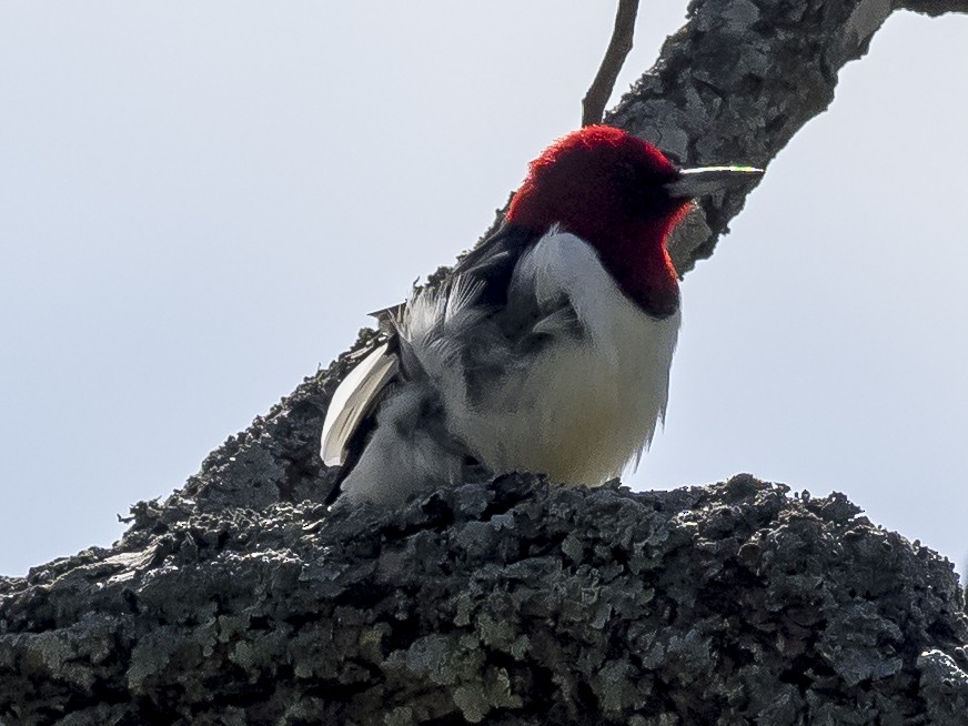 Red-headed Woodpecker - ML95924671