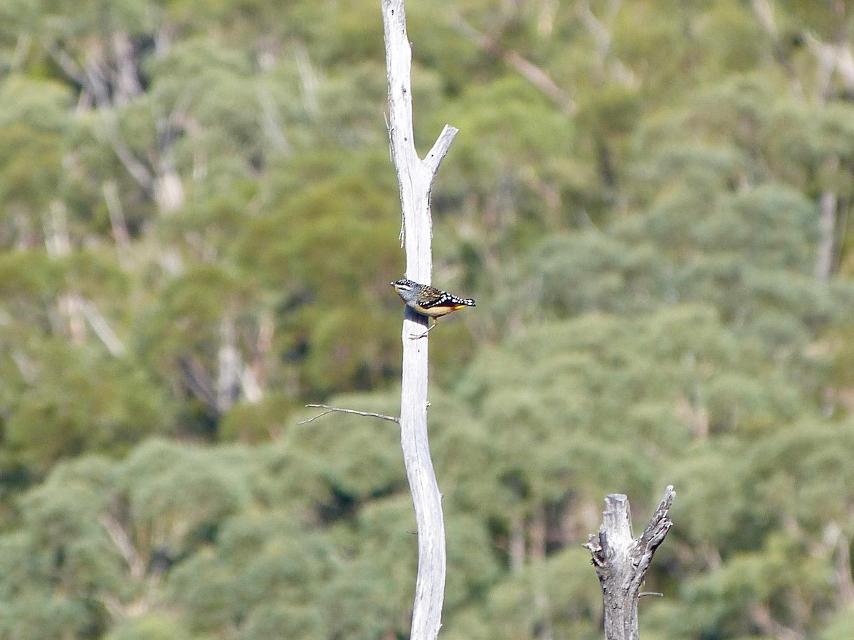 Spotted Pardalote - David Vickers