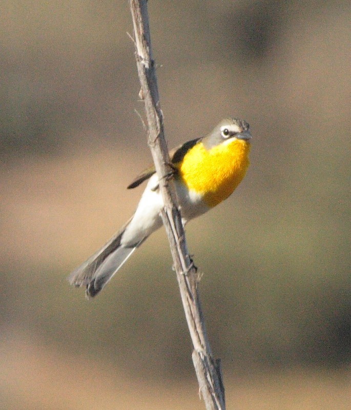 Yellow-breasted Chat - Larry Edwards