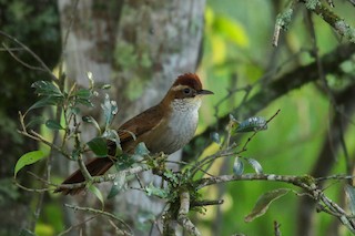  - Canebrake Groundcreeper