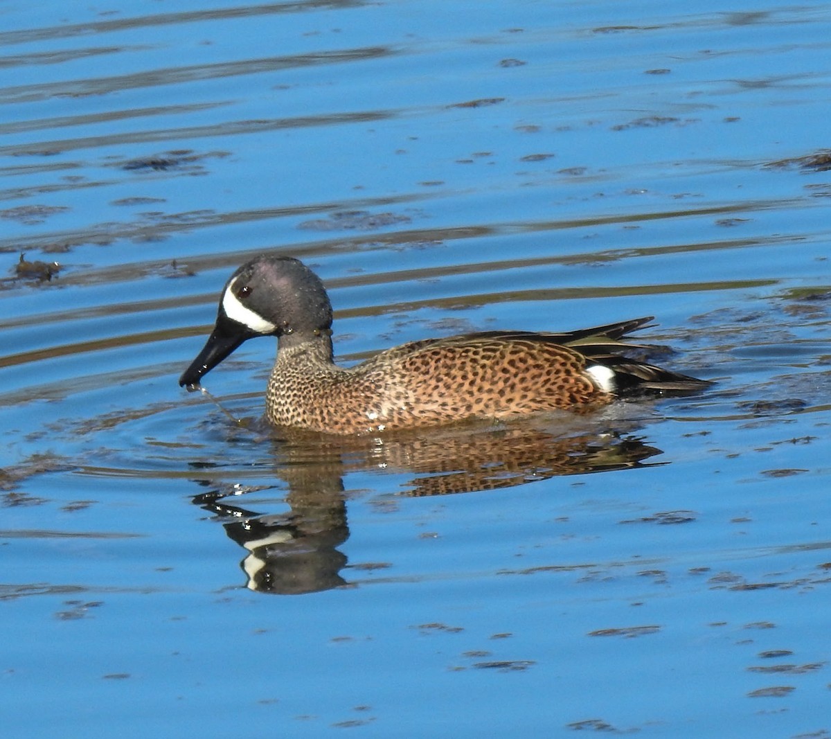 Blue-winged Teal - ML95933071