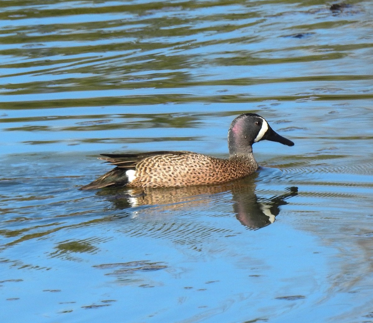 Blue-winged Teal - ML95933121