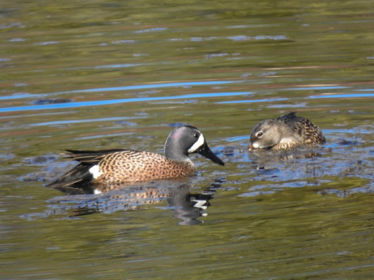 Blue-winged Teal - ML95933161
